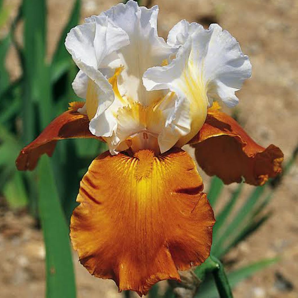 Iris germanica Fall Fiesta - Iris des jardins
