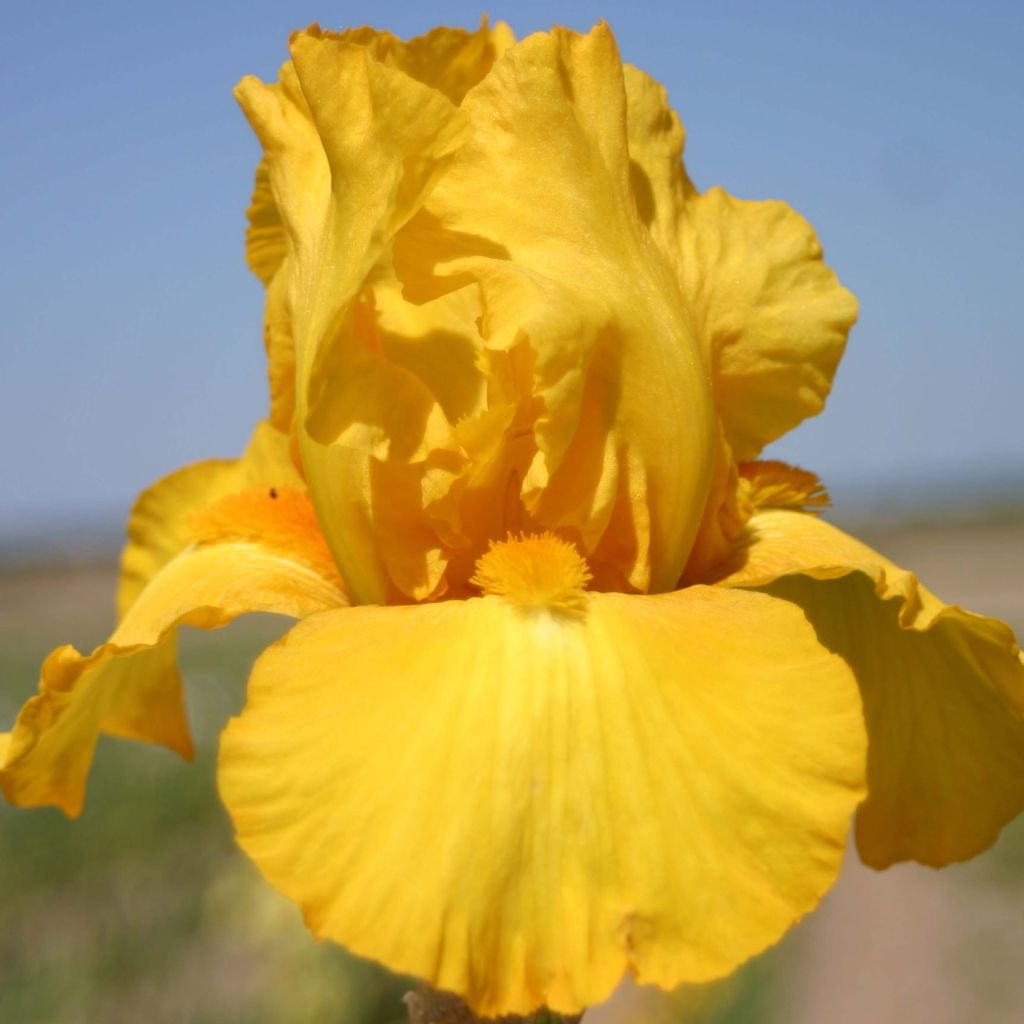 Iris germanica Gold Galore