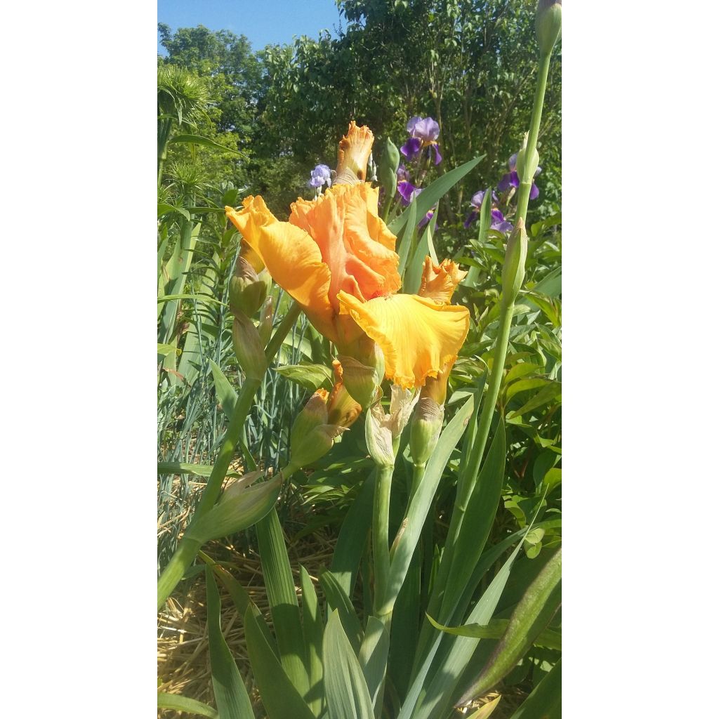 Iris germanica Good Show - Iris des Jardins
