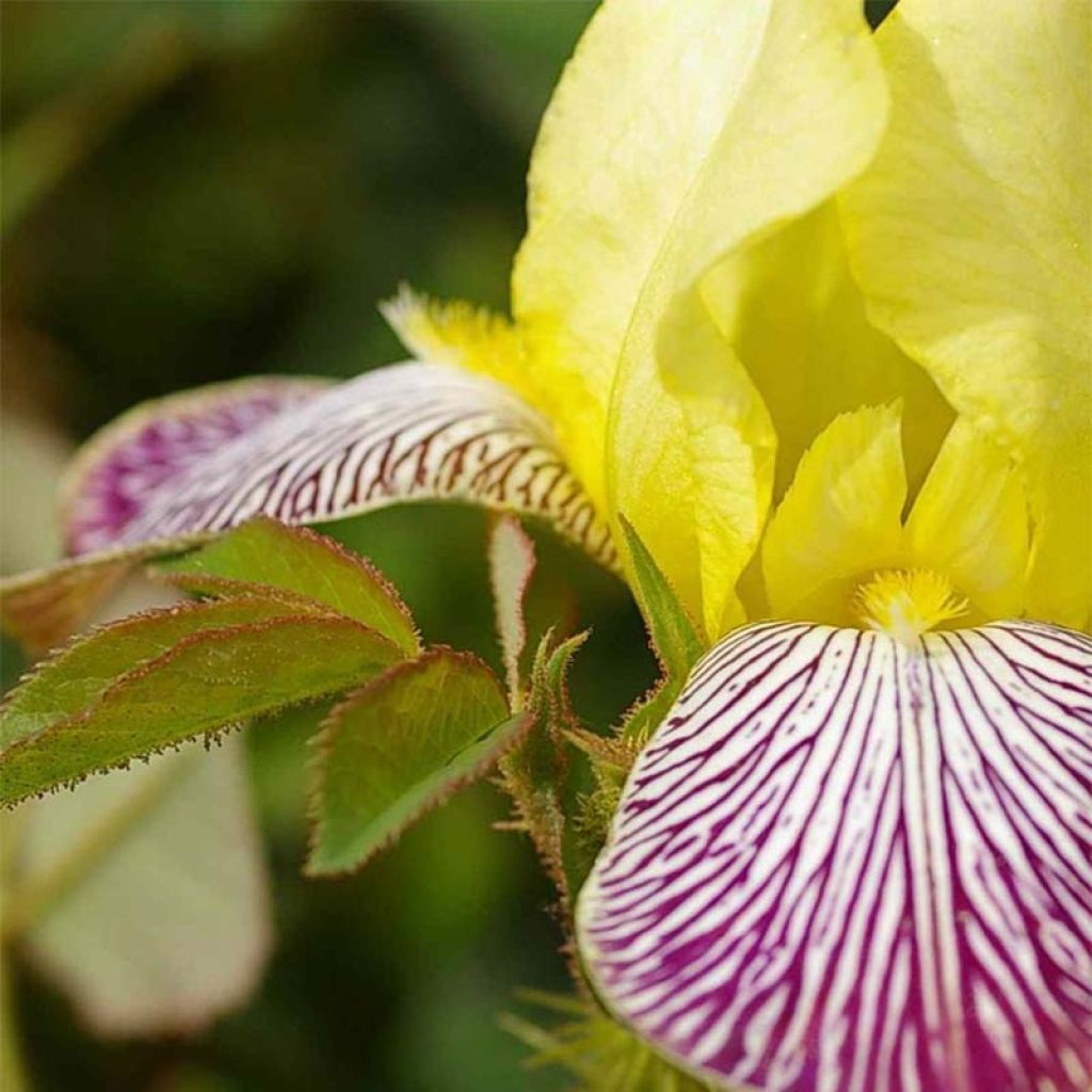 Iris germanica Gracchus - Iris des Jardins remontant
