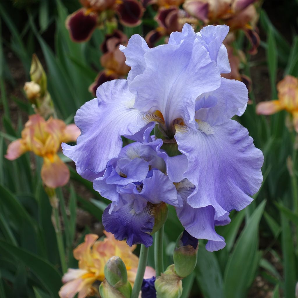 Iris germanica Harbor Blue