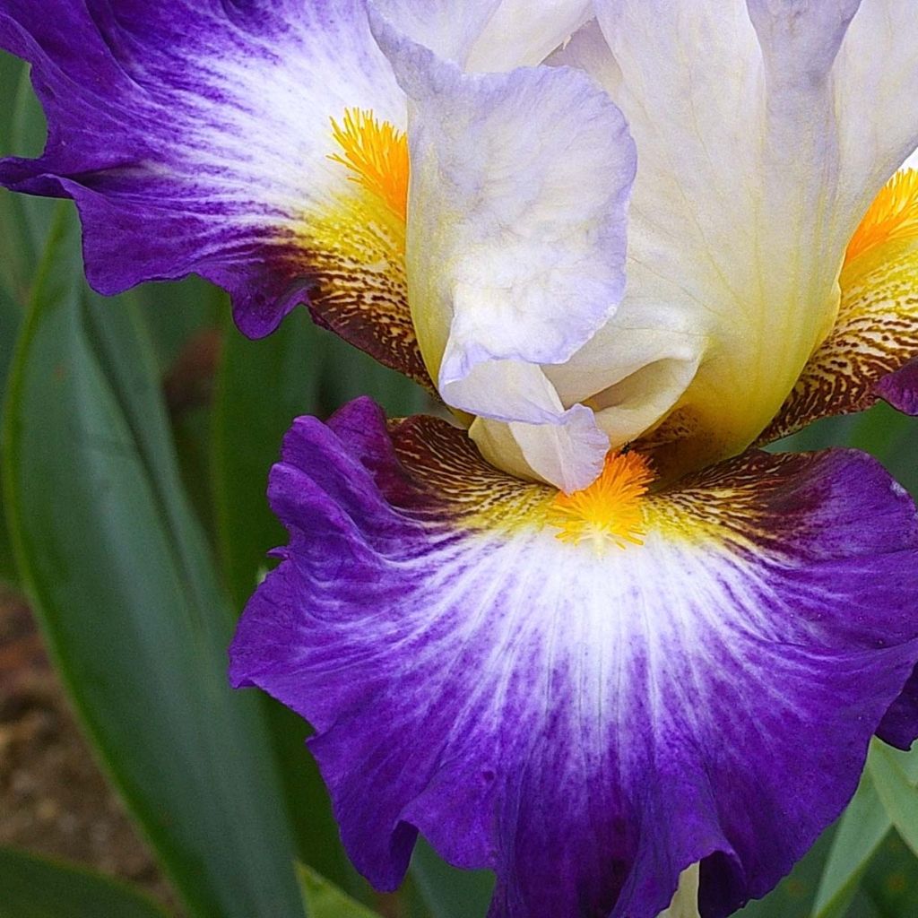 Iris germanica Irisades - Iris des Jardins