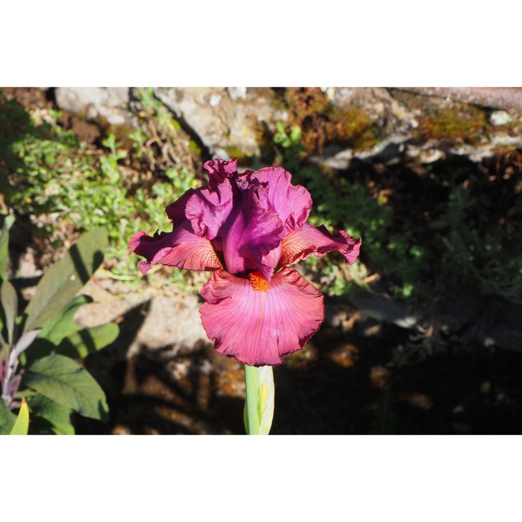 Iris germanica Lady Friend - Ruby Mine