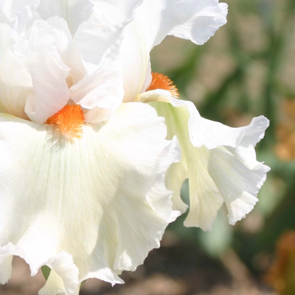 Iris germanica Lark Ascending