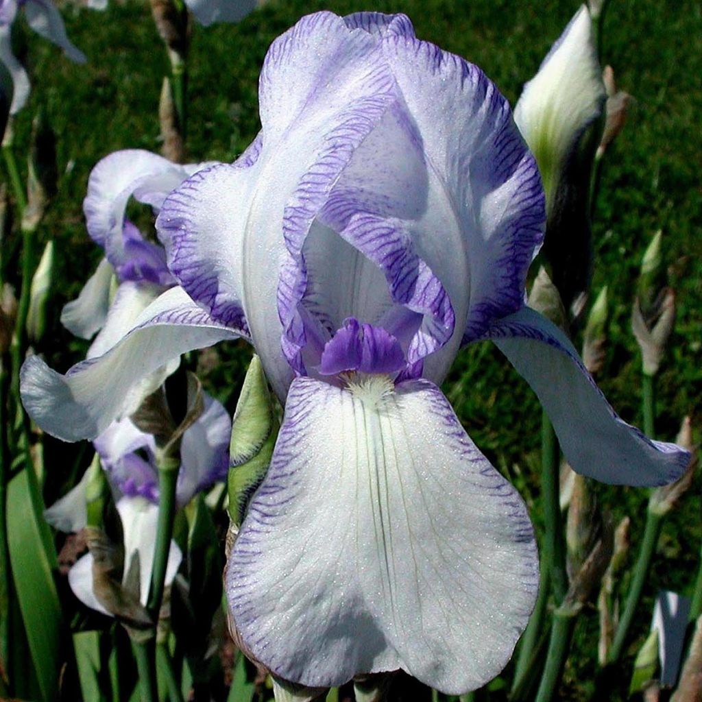 Iris germanica Ma Mie - Iris des Jardins