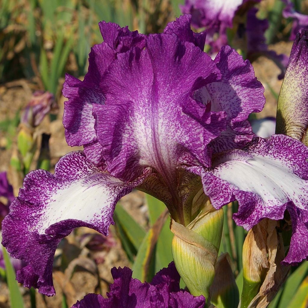 Iris germanica Mariposa Autumn - Iris des jardins remontant.