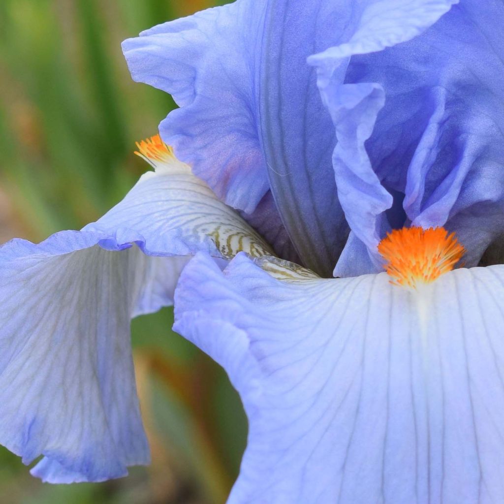 Iris germanica Princesse Caroline de Monaco - Iris des Jardins