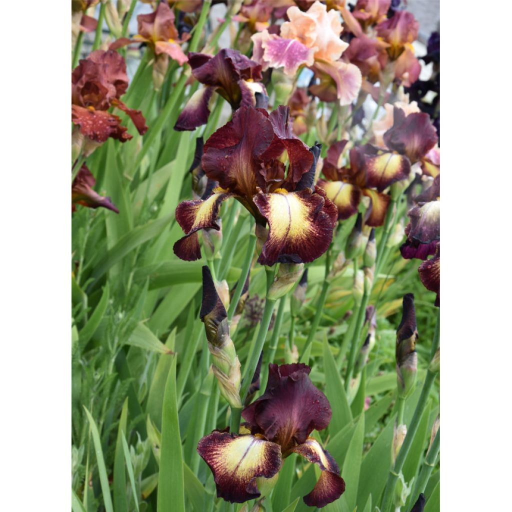 Iris germanica Provençal