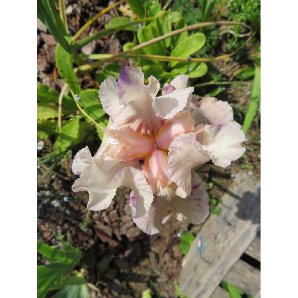 Iris germanica Raspberry Silk