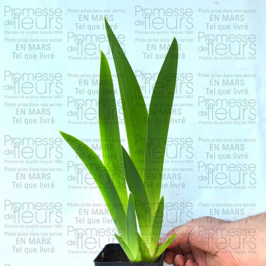 Iris germanica Ruffled Goddess