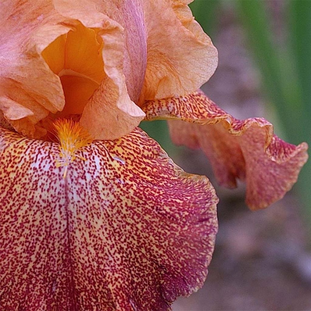 Iris germanica Tanzanian Tangerine Sunset - Iris des Jardins