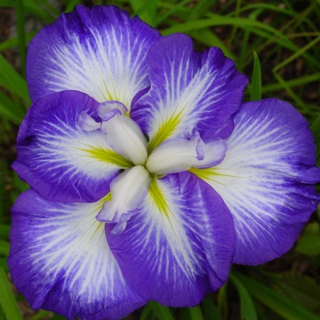 Iris du Japon - Iris ensata Gusto