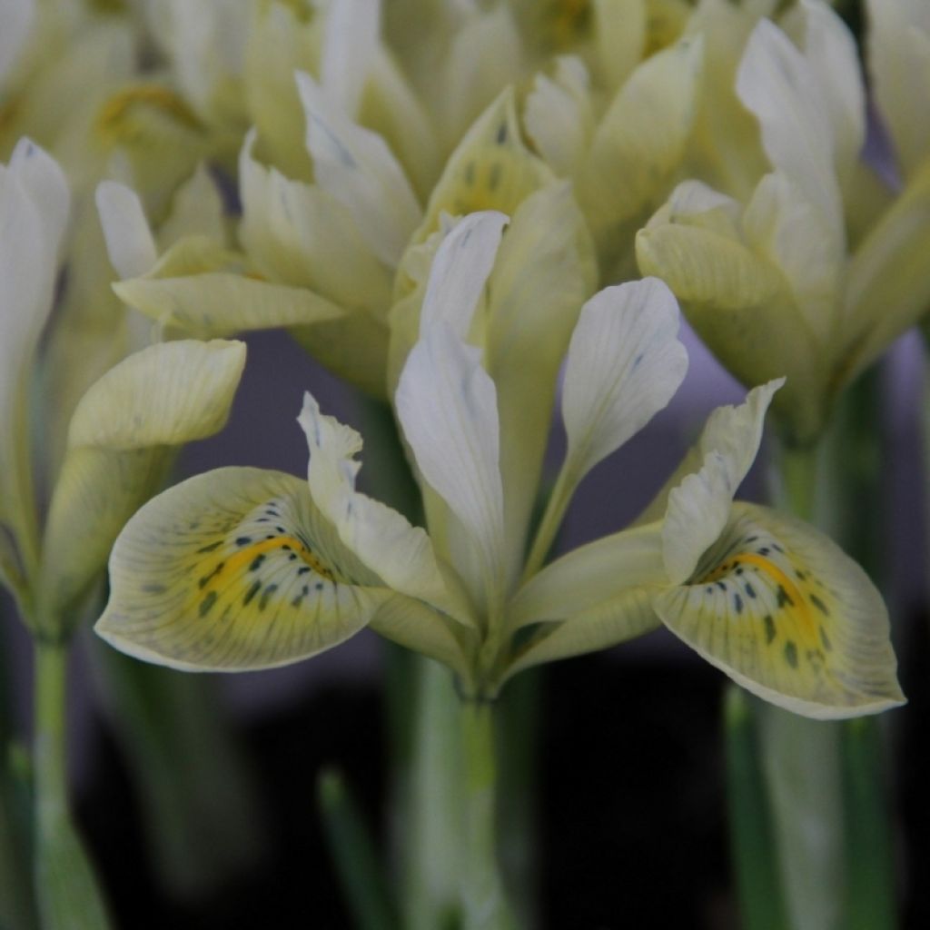 Iris Katharine's Gold