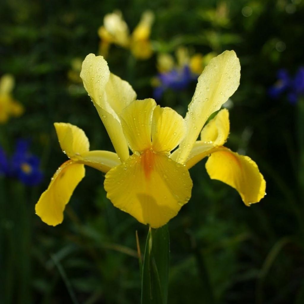 Iris de Hollande Royal Yellow