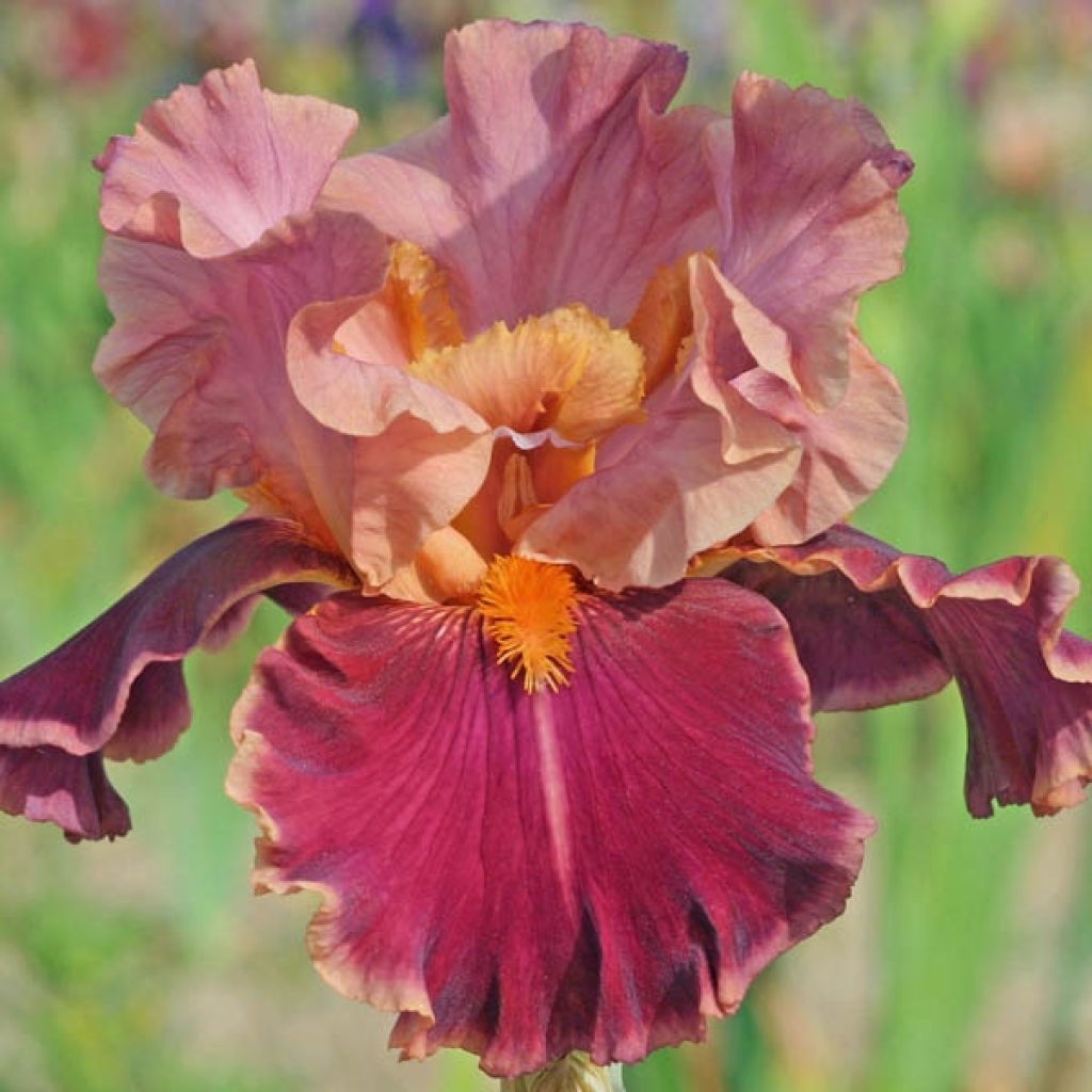 Iris germanica Impressionist