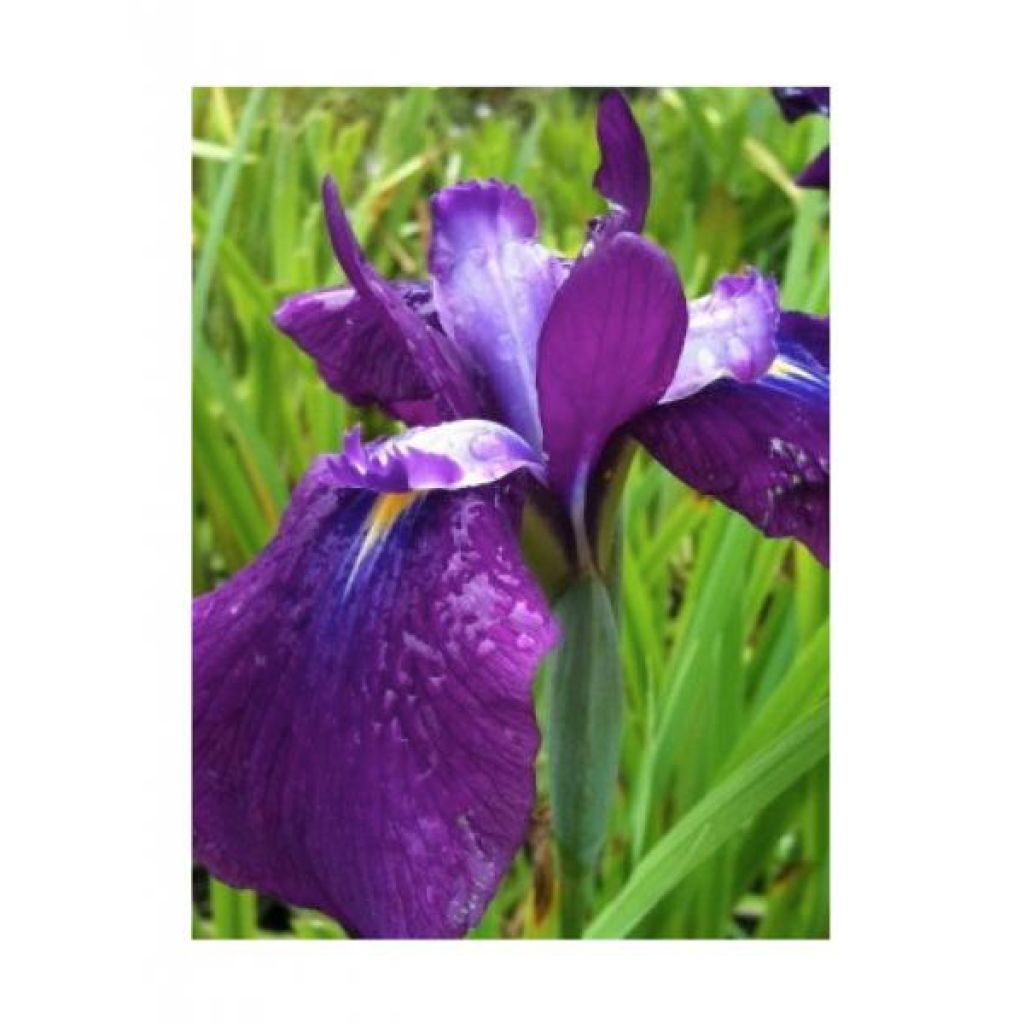 Iris du Japon - Iris ensata Sea of Amethyst