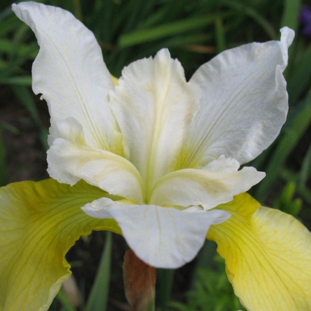 Iris de Sibérie - Iris sibirica Moon Silk