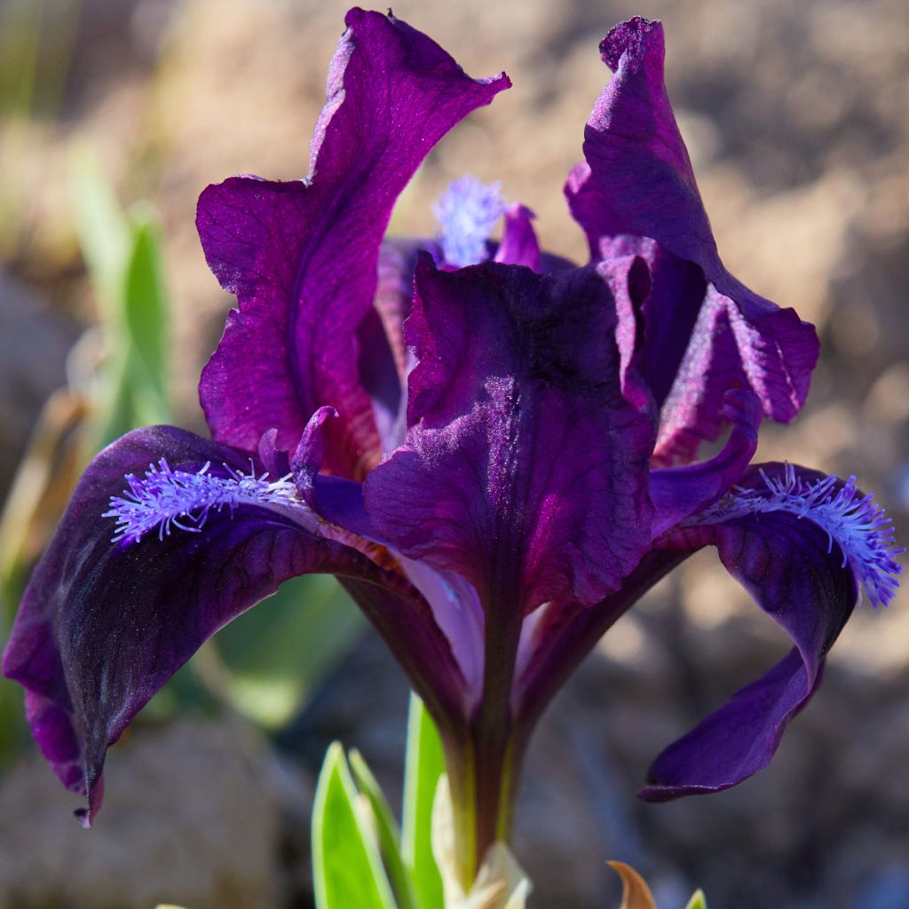 Iris pumila Jewel Baby - Iris nain ou de rocaille