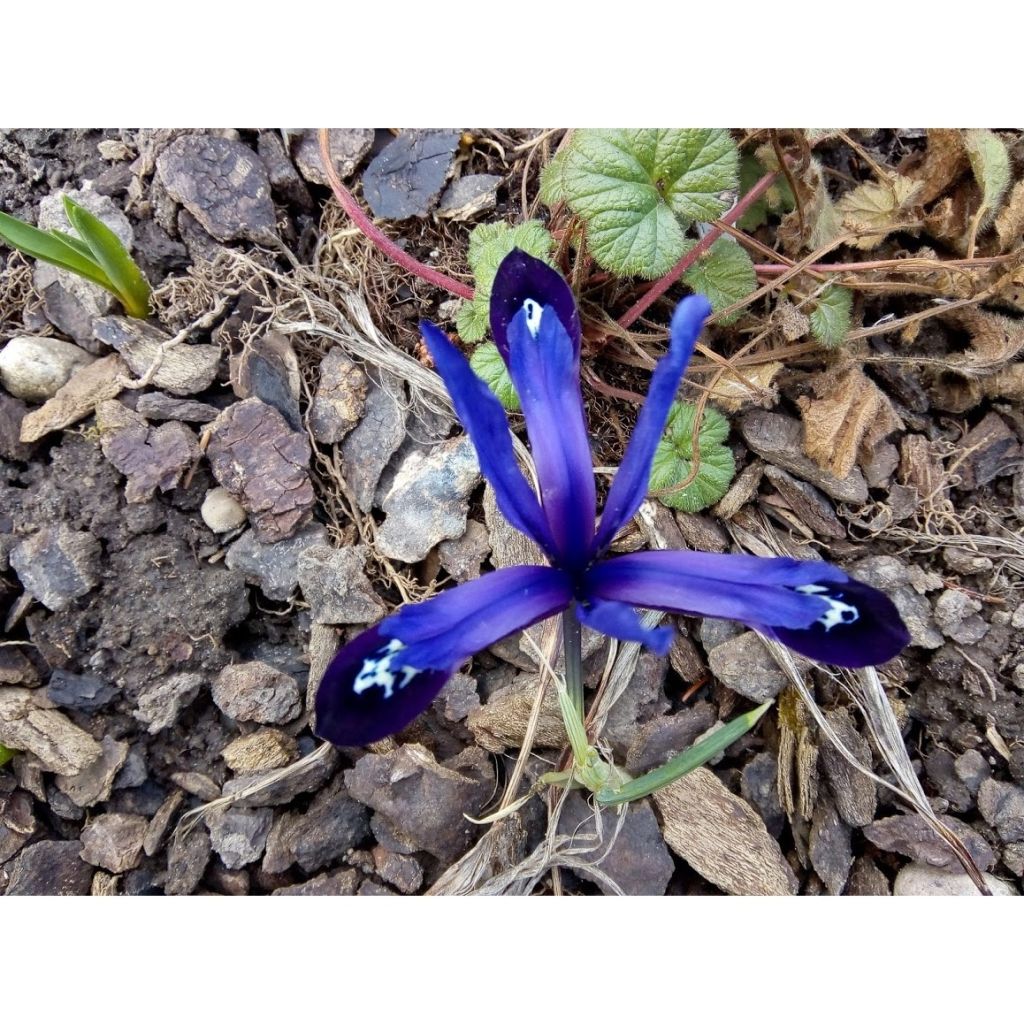 Iris reticulata Blue Note