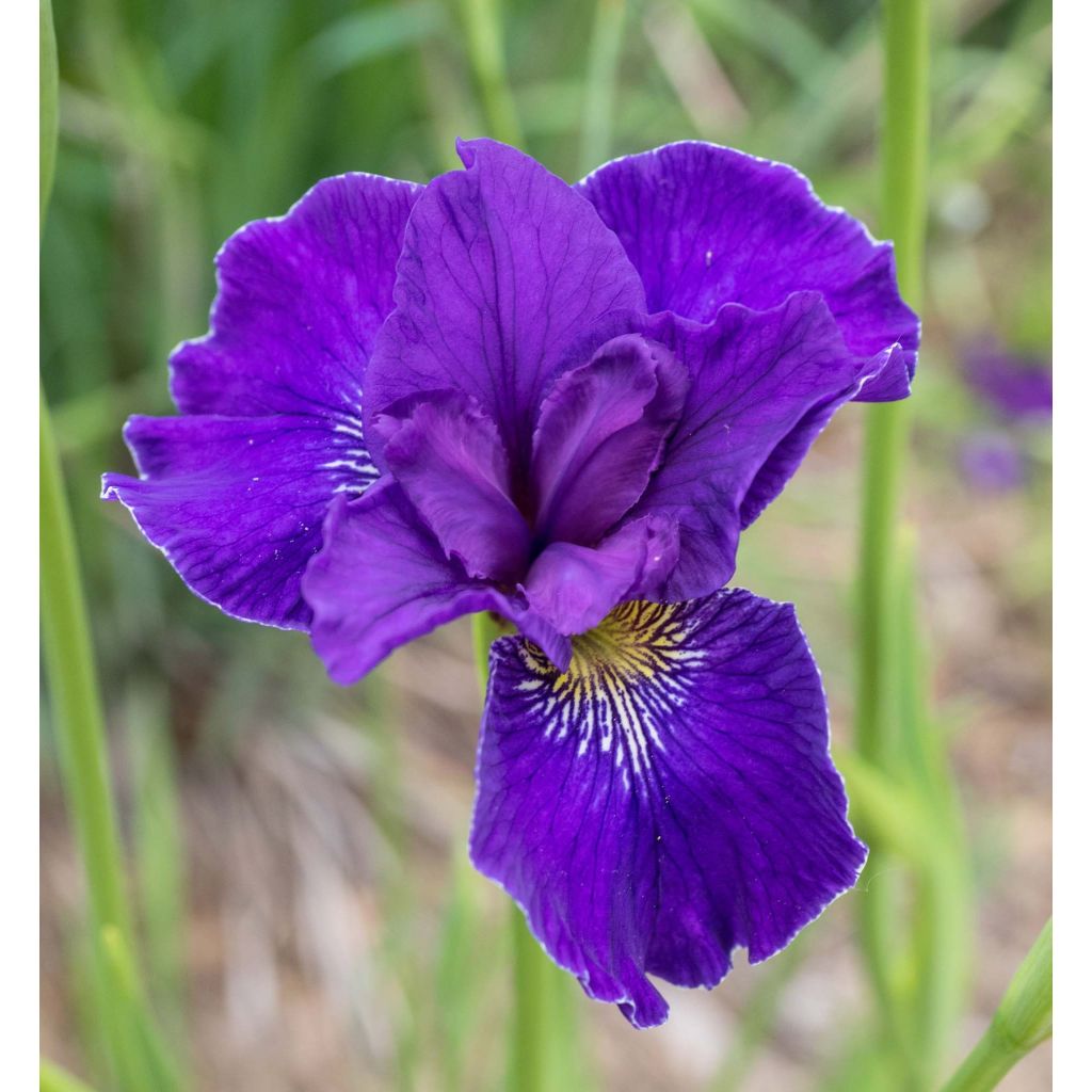 Iris Ruffled Velvet - Iris de Sibérie