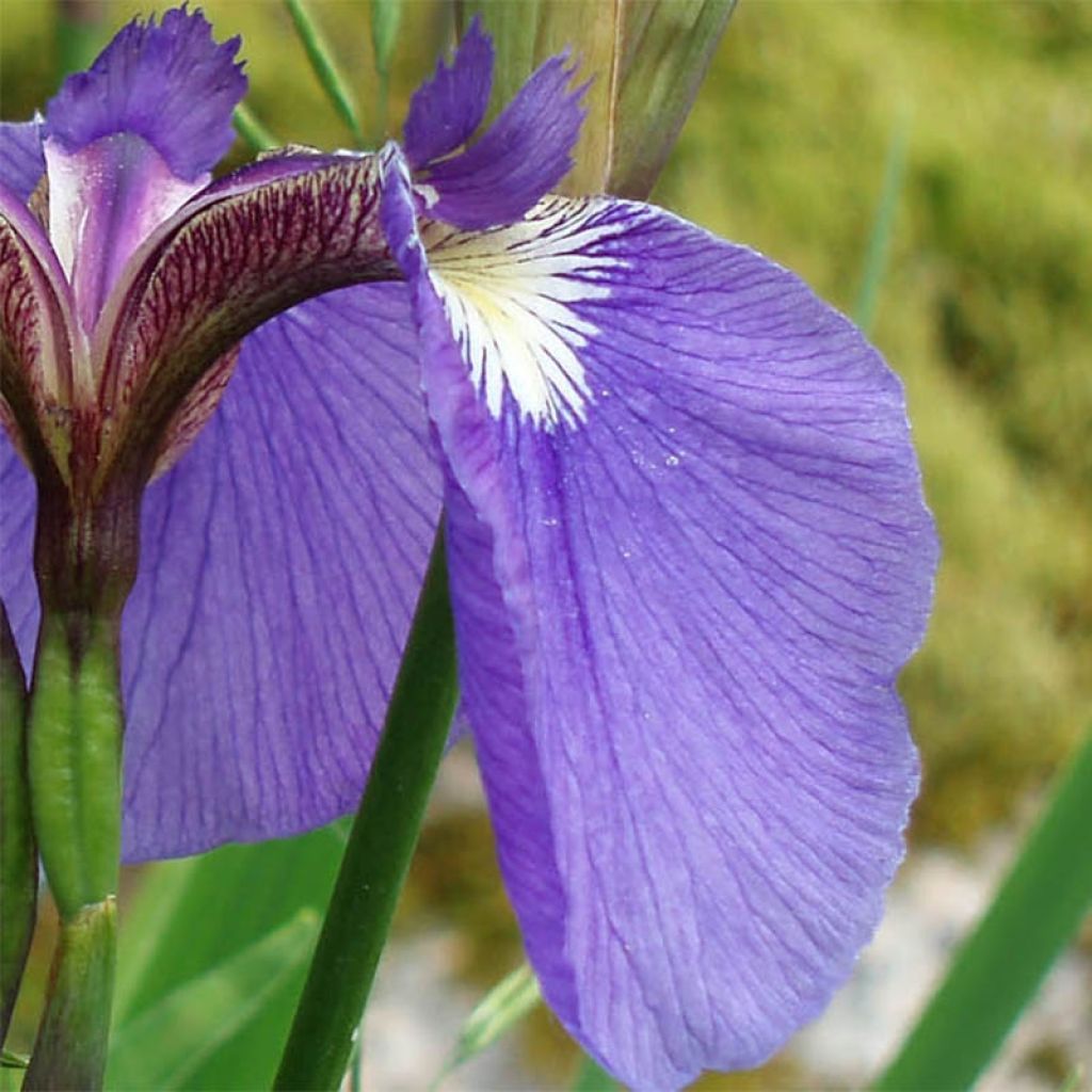 Iris setosa - Iris d'Alaska