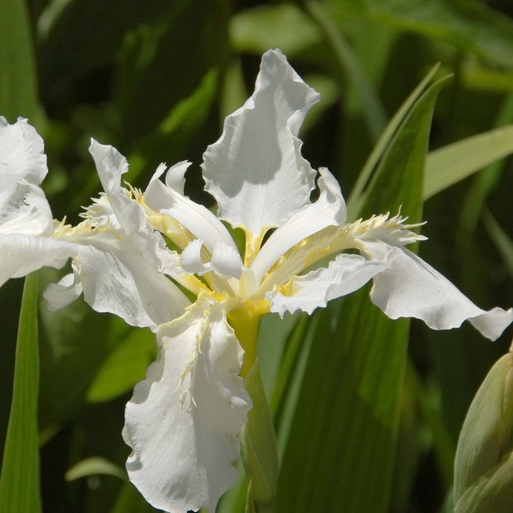 Iris sibirica Snow Queen - Iris de Sibérie