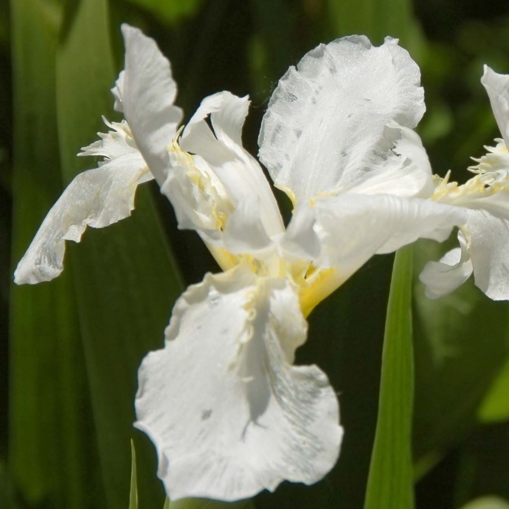 Iris sibirica Snow Queen - Iris de Sibérie