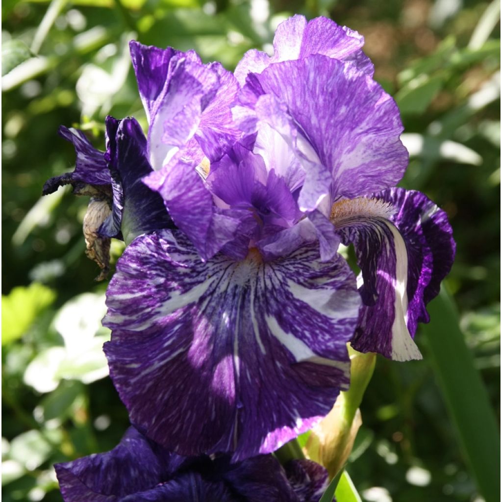 Iris germanica Batik - Shazam - Iris des jardins