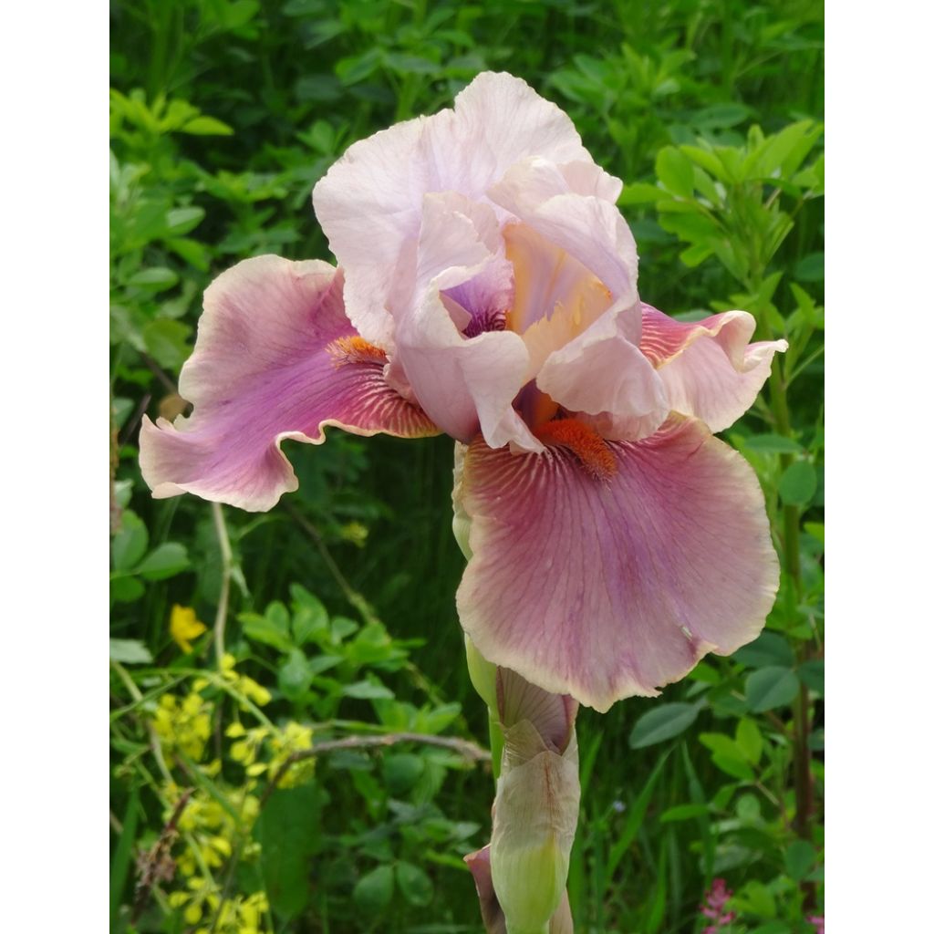 Iris germanica Cameo wine