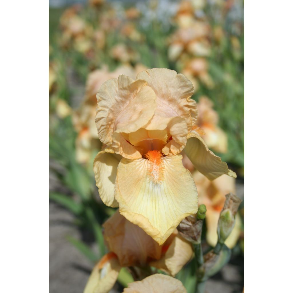 Iris germanica Skyfire - Real Delight