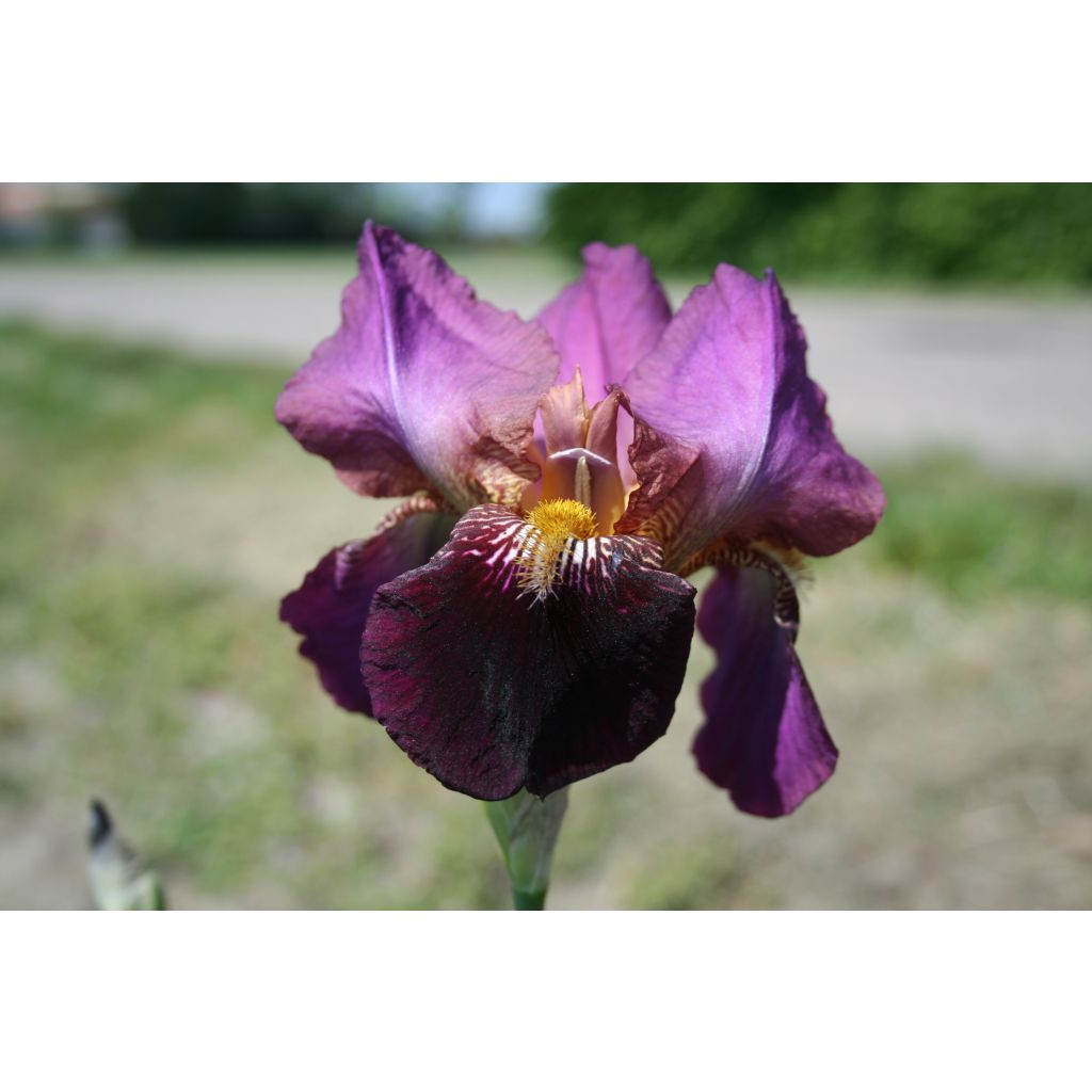 Iris germanica Fiery Temper - Iris des Jardins