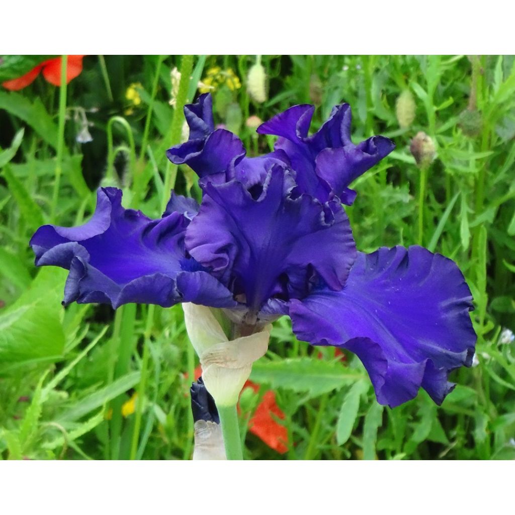 Iris germanica High Stakes - Iris des Jardins