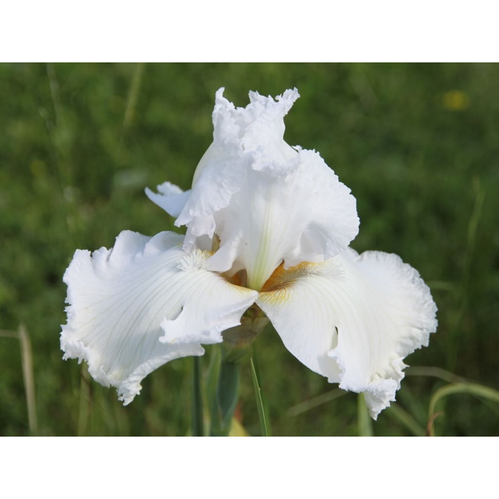 Iris germanica Laced Cotton - Zurich