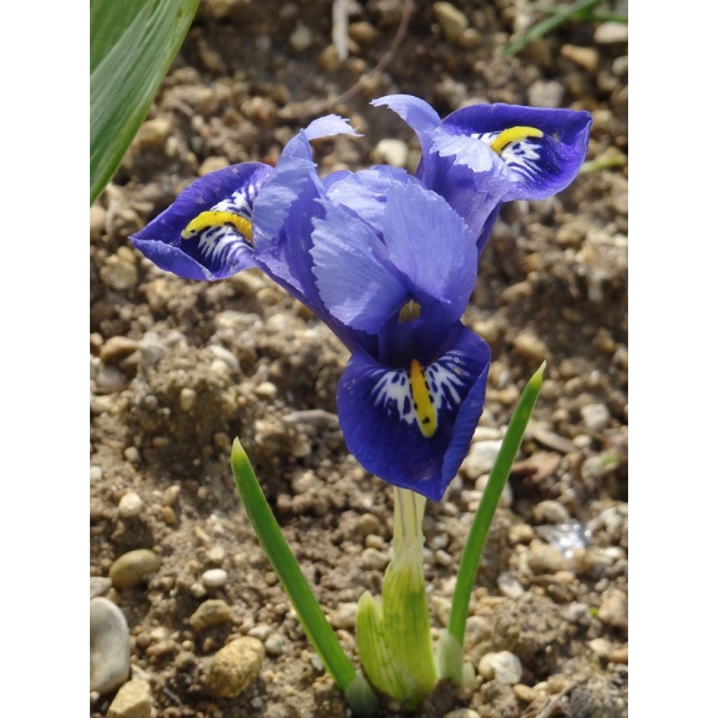 Iris reticulata Harmony