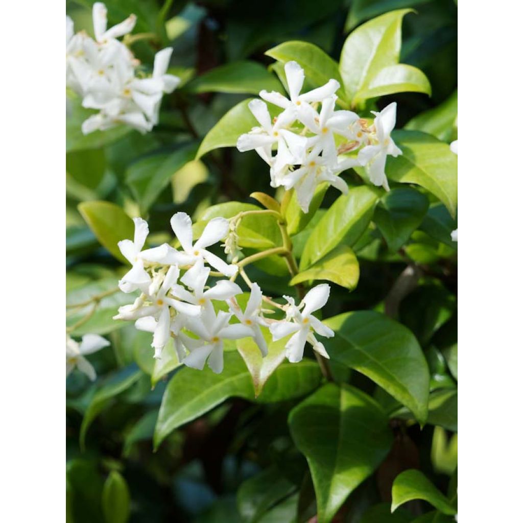 Jasmin étoilé - Trachelospermum jasminoides