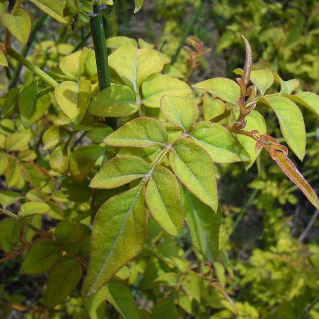 Jasmin blanc - Jasminum officinale Aureum