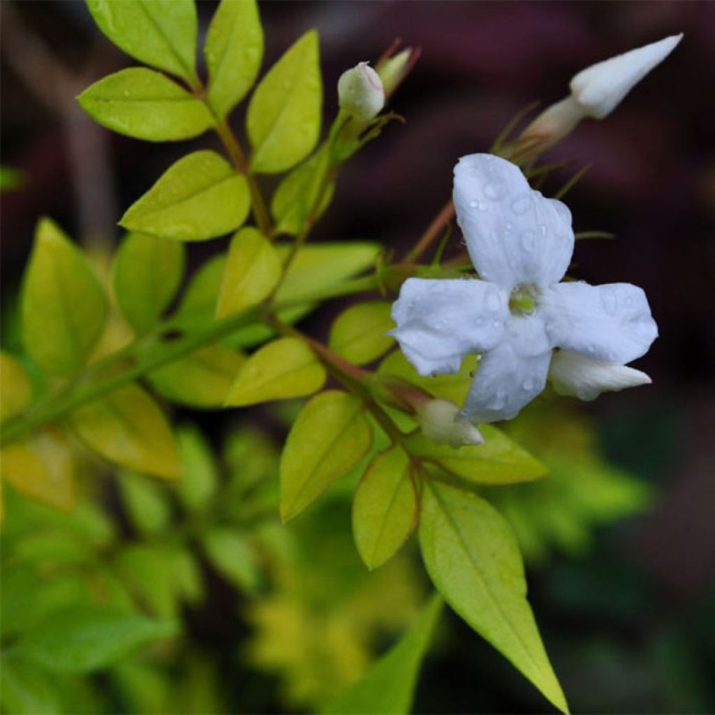 Jasminum officinale (jasmin blanc)