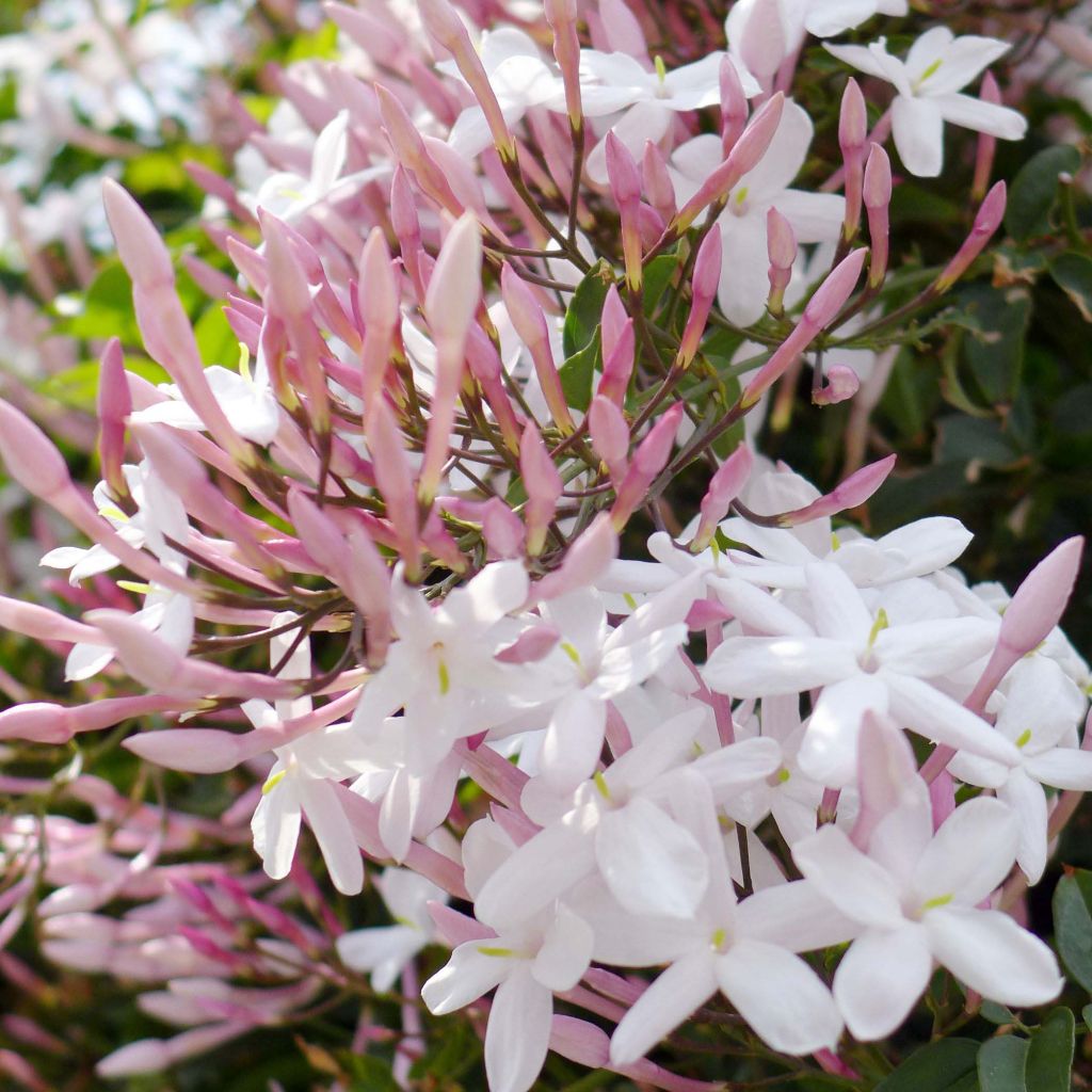 Jasmin - Jasminum polyanthum