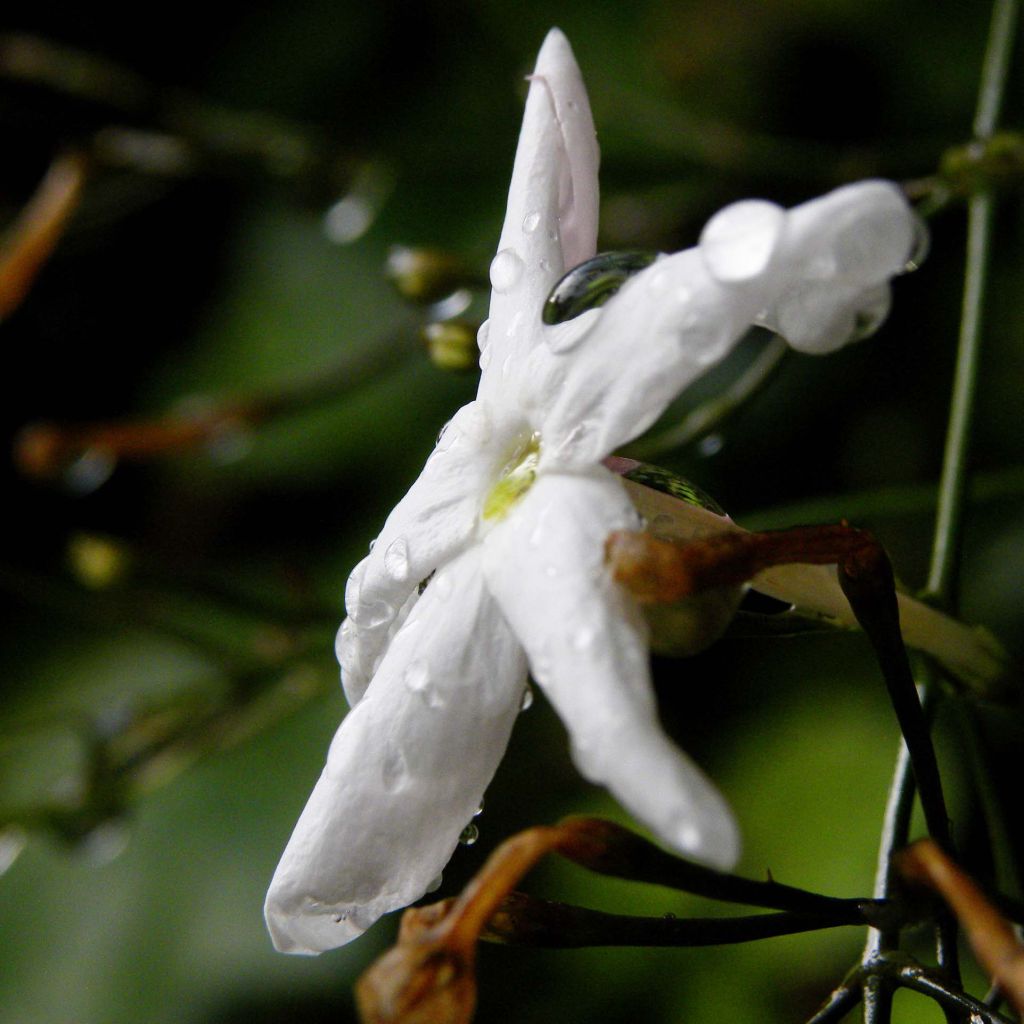 Jasmin - Jasminum polyanthum