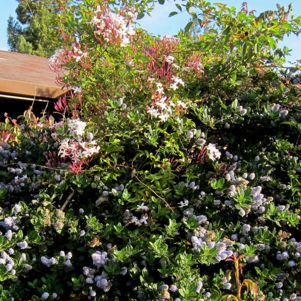 Jasmin - Jasminum polyanthum