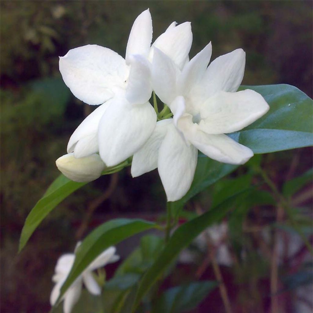 Jasmin d'Arabie - Jasminum sambac