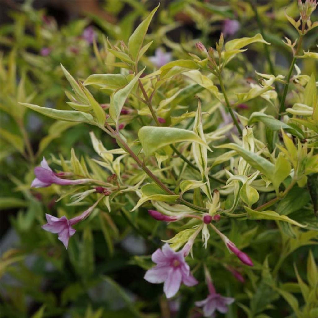 Jasmin - Jasminum stephanense