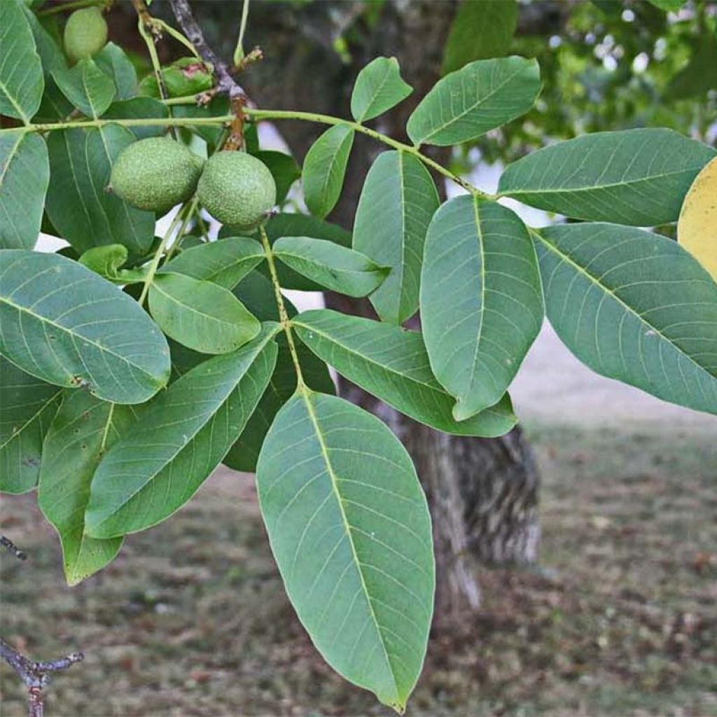 Noyer commun - Juglans regia Chandler