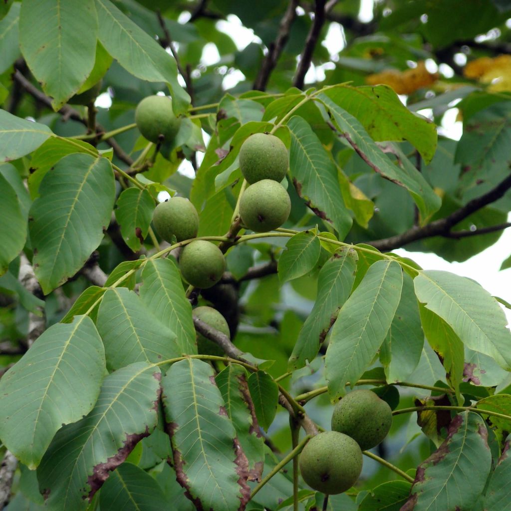 Noyer commun - Juglans regia Fernor