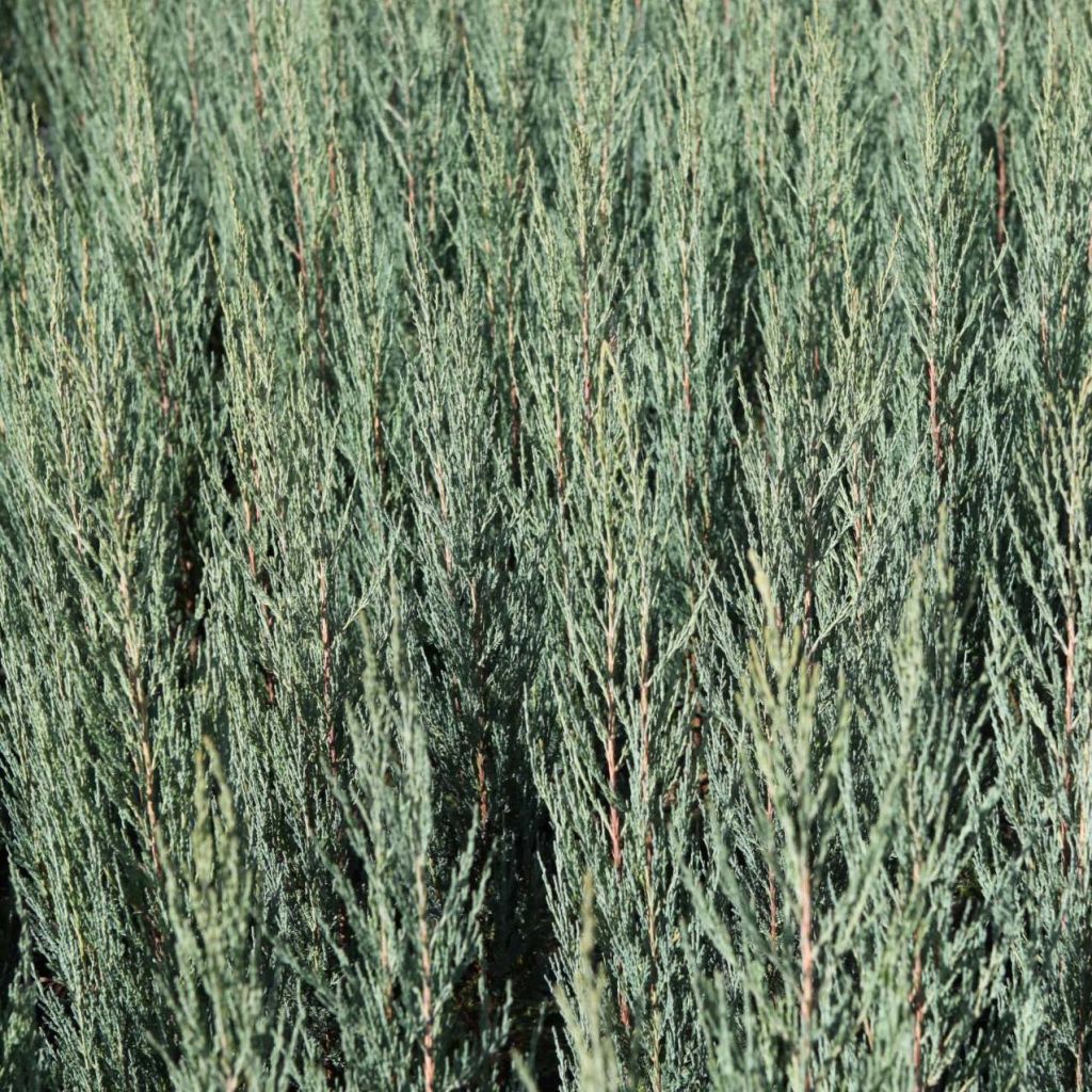 Genévrier de Virginie -Juniperus scopulorum Blue Arrow
