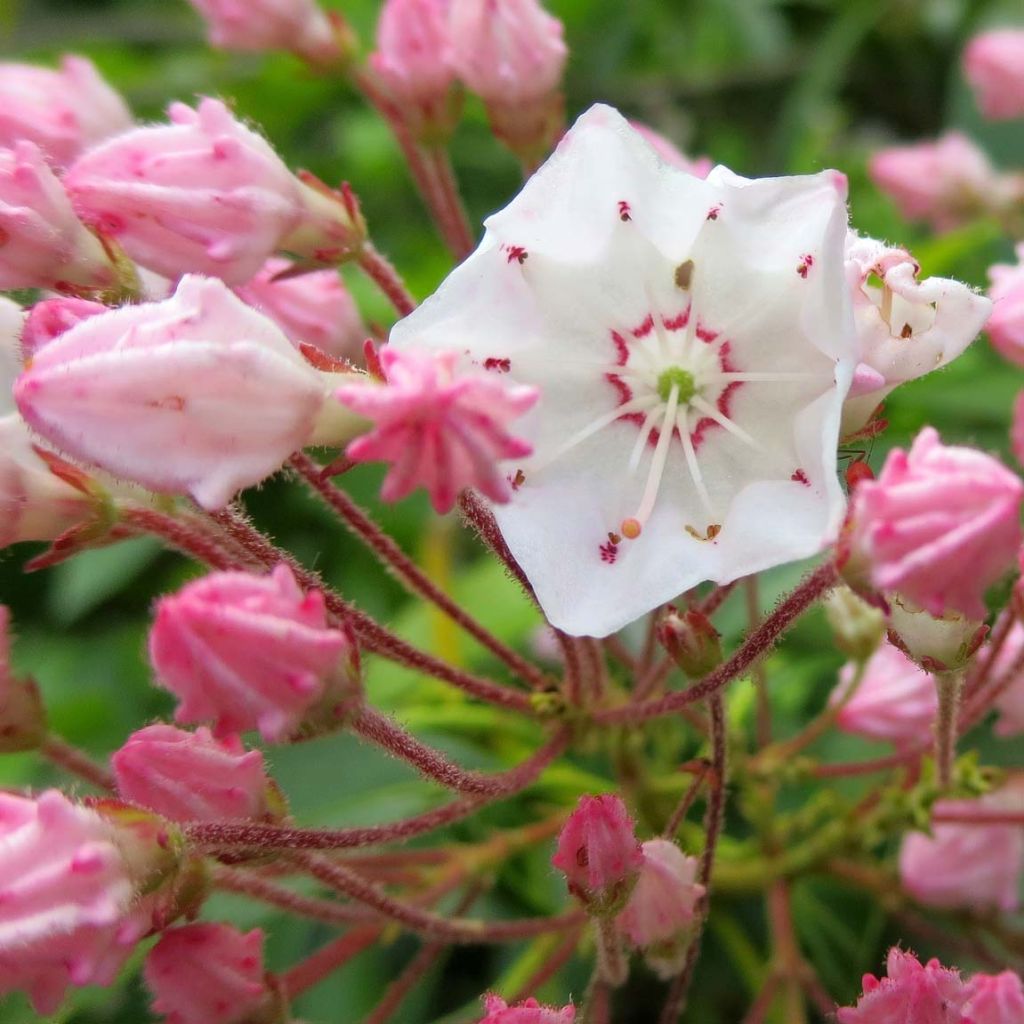 Kalmia latifolia - Laurier des montagnes rose pâle