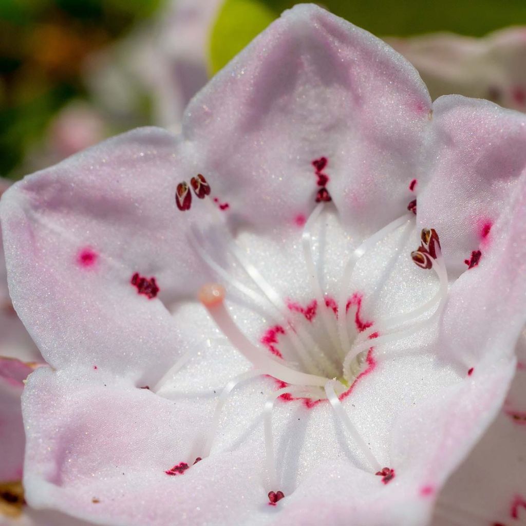 Kalmia latifolia - Laurier des montagnes rose pâle