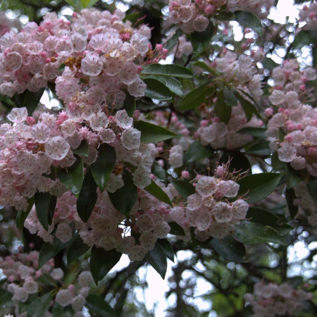 Kalmia latifolia - Laurier des montagnes rose pâle