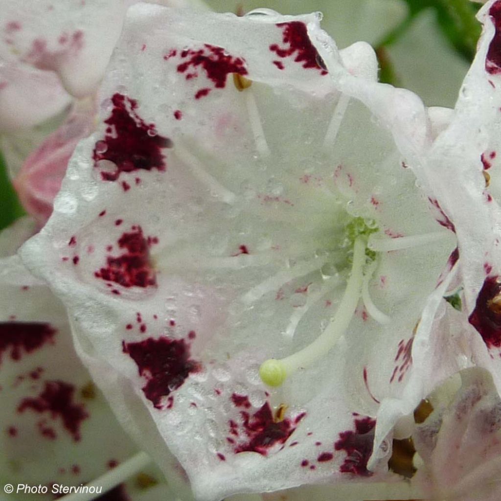 Kalmia latifolia Freckles - Laurier des montagnes noir et blanc