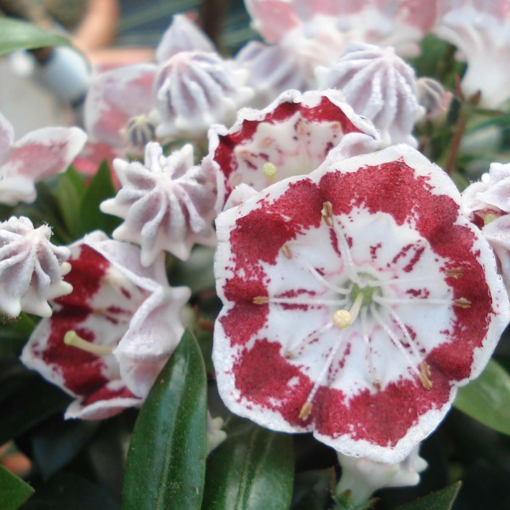 Kalmia latifolia Minuet - Laurier des montagnes